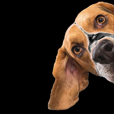 Beagle recém-tosado em close