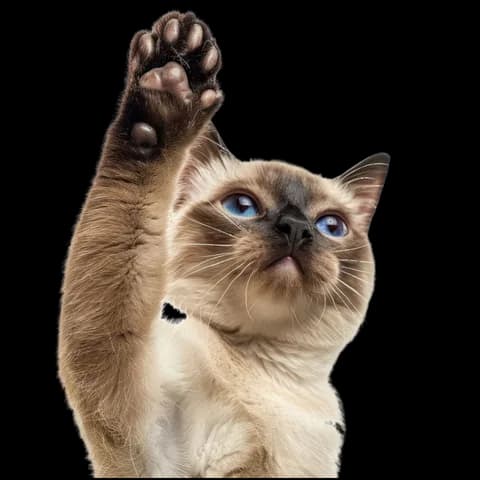 Gato relaxado depois da hidratação
