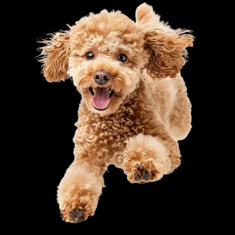 Poodle branco tranquilo para a vacinação